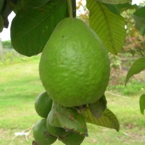 thumbnail for publication: Cultivando guayaba en el jardín de su hogar en Florida
